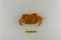 藏品(拉氏清溪蟹)的圖片